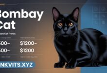 Bombay Cat
