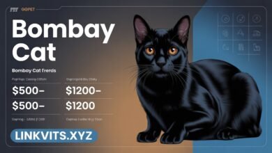 Bombay Cat