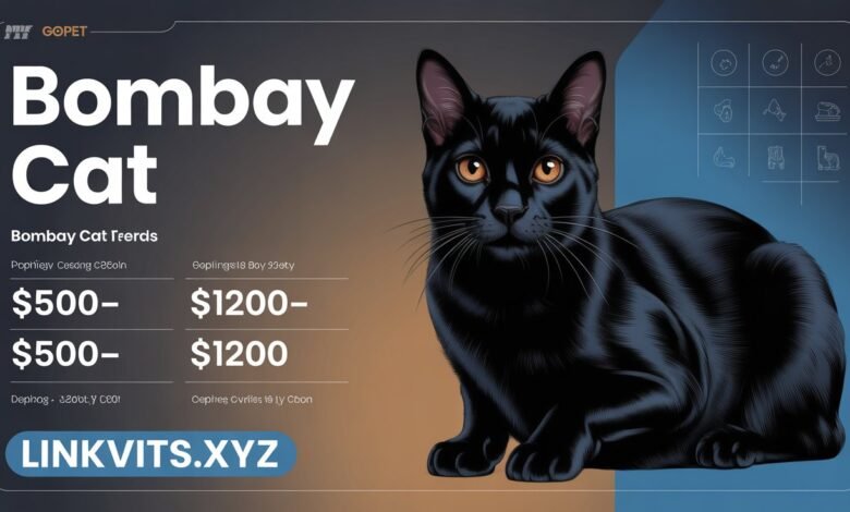Bombay Cat
